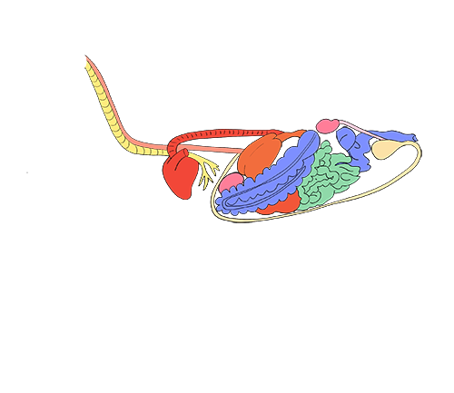 Viscères